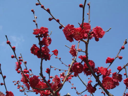 ume1.jpg