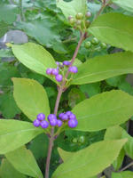 SN390758.jpg