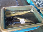 cb245d04.jpg