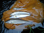 PAP_0004.JPG