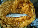 PAP_0009.JPG
