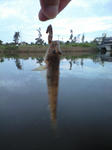 CA3A0015.JPG