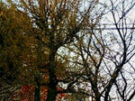 20071201133607.jpg
