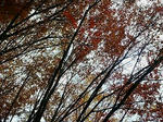20071204133643.jpg