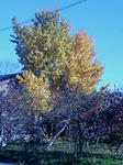 20081126140312.jpg