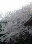 家の前の桜