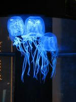 jellyfish.jpg