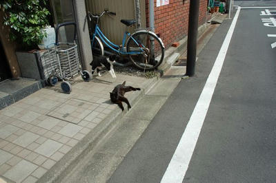 cats.jpg