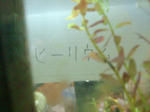 817985d0.JPG