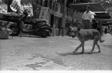 台湾の犬