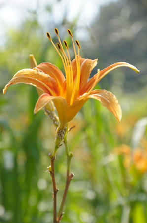 華