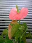 事務所の花