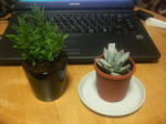 P1010277.JPG