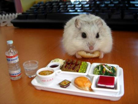 a070513hamster2.jpg