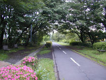 多摩湖自転車道