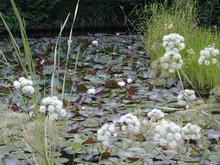 東京都薬用植物園