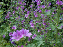 東京都薬用植物園