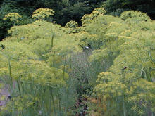 東京都薬用植物園
