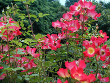 神代植物園分園　グリーンギャラリー