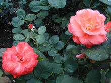 神代植物園分園　グリーンギャラリー