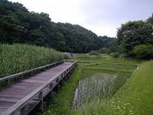 神代水生植物公園