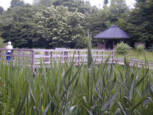神代水生植物公園