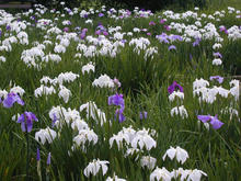 神代水生植物公園