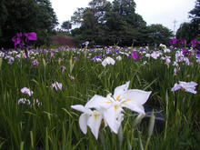立川公園　菖蒲園