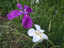 立川公園　菖蒲園