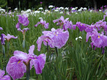 立川公園　菖蒲園