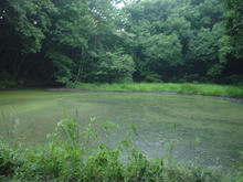 菩提樹池