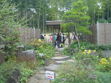 昭和記念公園　日本庭園盆栽苑