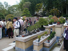 昭和記念公園　日本庭園盆栽苑