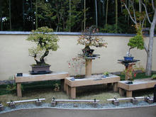 昭和記念公園　日本庭園盆栽苑