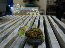 昭和記念公園　日本庭園盆栽苑