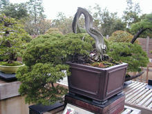 昭和記念公園　日本庭園盆栽苑