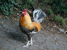 谷保天満宮のニワトリ