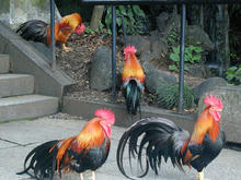 谷保天満宮のニワトリ