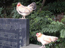 谷保天満宮のニワトリ
