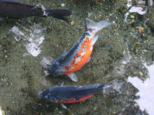 谷保天満宮の鯉