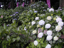 谷保天満宮の紫陽花