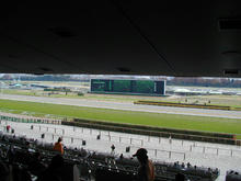 東京競馬場