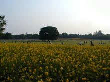 昭和記念公園　みんなのはらっぱ