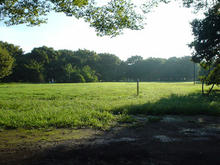 小金井公園　槻の木広場