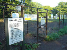 小金井公園　槻の木広場