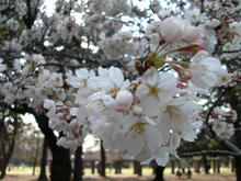 小金井公園　たてもの園前トイレ前の桜