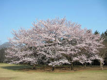 小金井公園 子供広場の桜