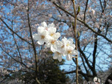 小金井公園 桜