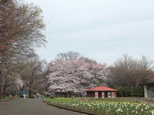 小金井公園 さくら園トイレ