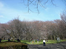 小金井公園 さくら園トイレ